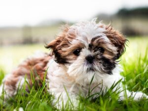 Best Dog Food for Shih Tzus in 2025